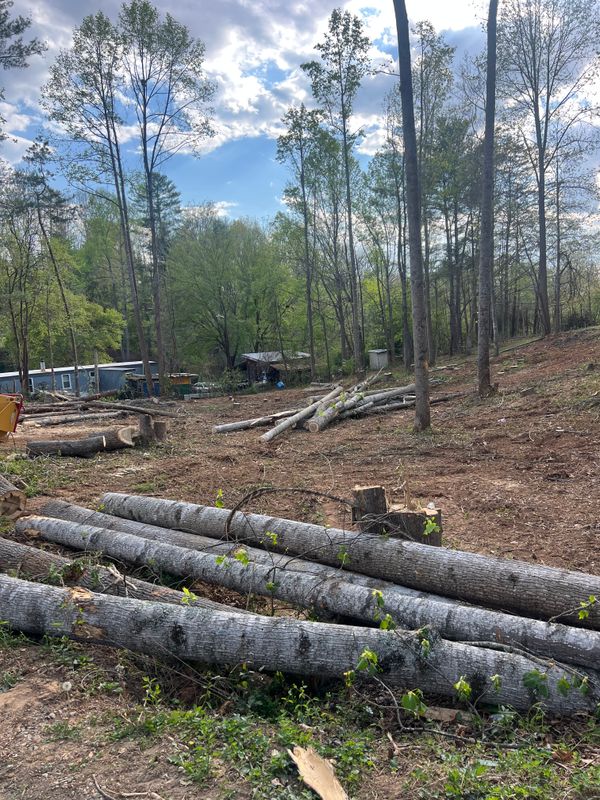 Lot Clearing