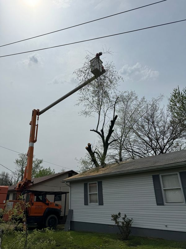 Tree Trimming
