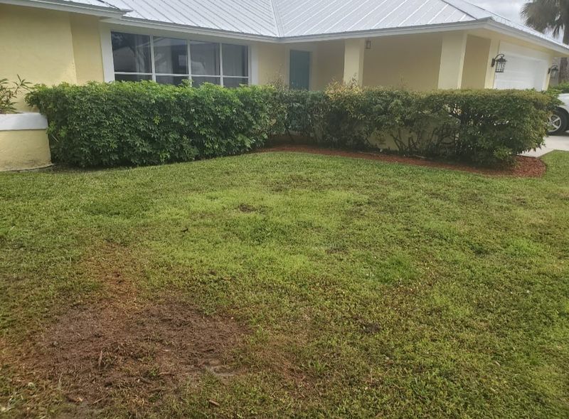 Shrub Trimming