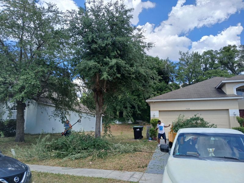 Tree Services