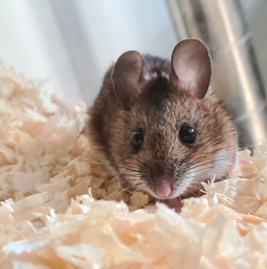 Mice