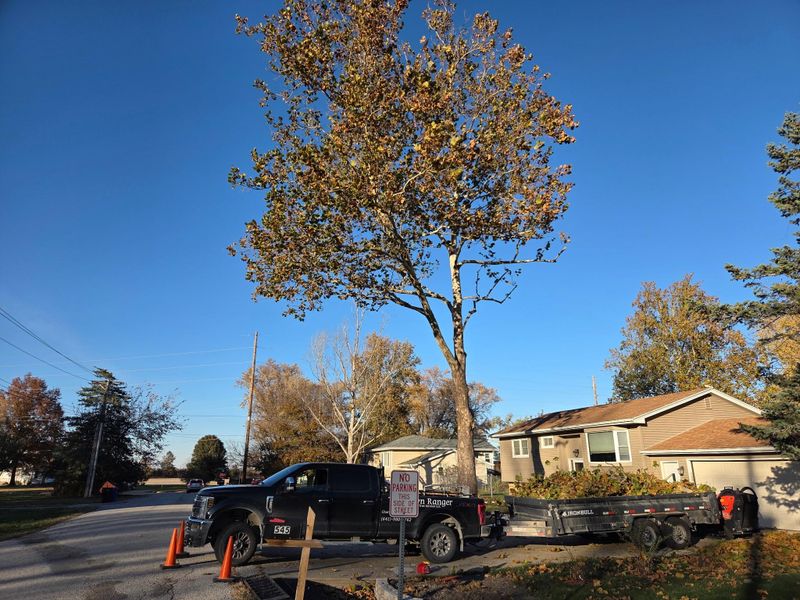 Tree Trimming