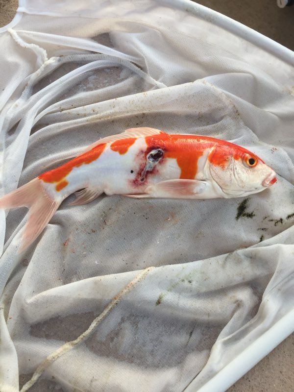 Koi Health