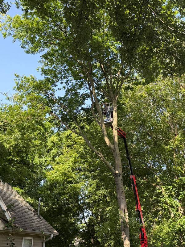 Tree Removal
