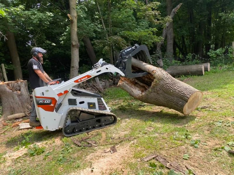 Tree Removal
