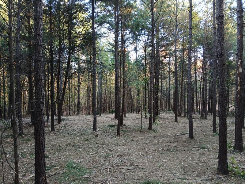 Forestry Mulching