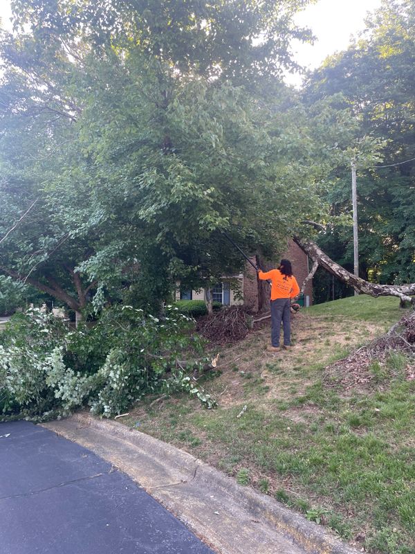 Tree Trimming
