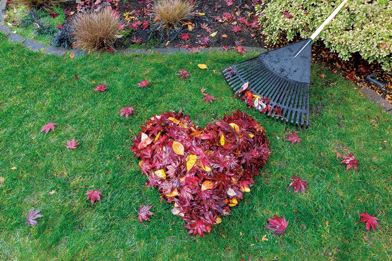 Fall Clean Up