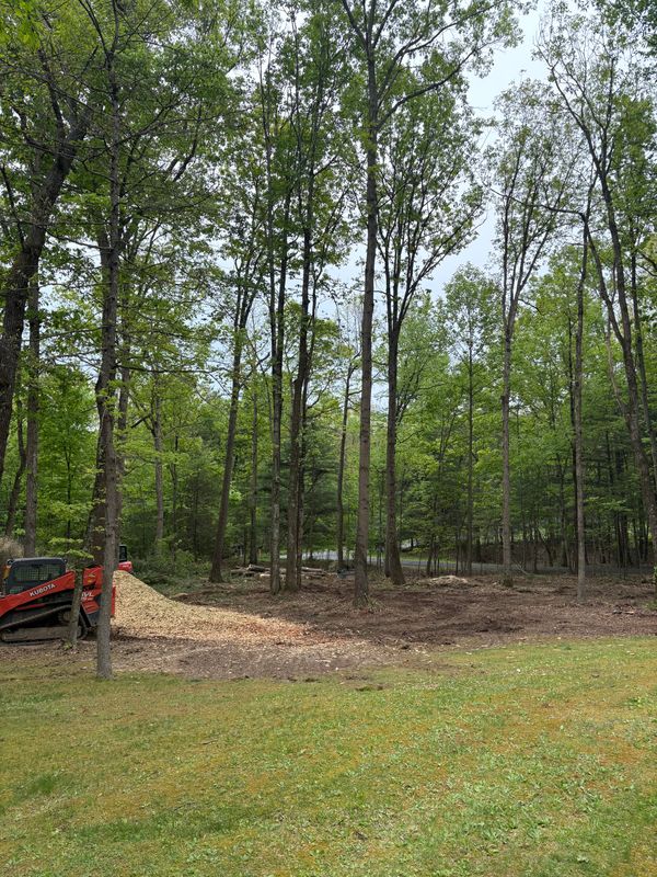 Tree Removal
