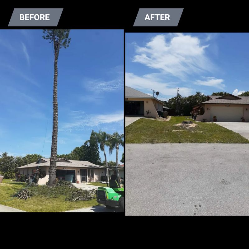 Tree Removal