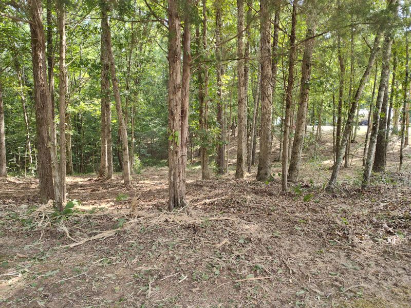 Forestry Mulching