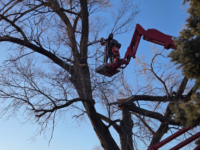 Tree Trimming