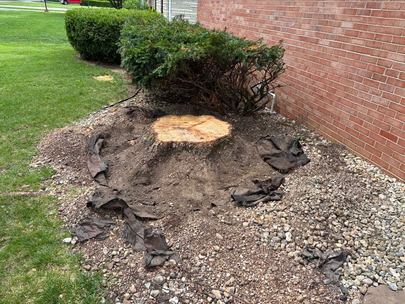 Stump Removal