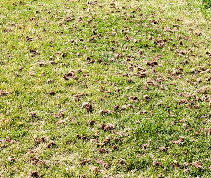 Aeration, Overseeding, Dethaching