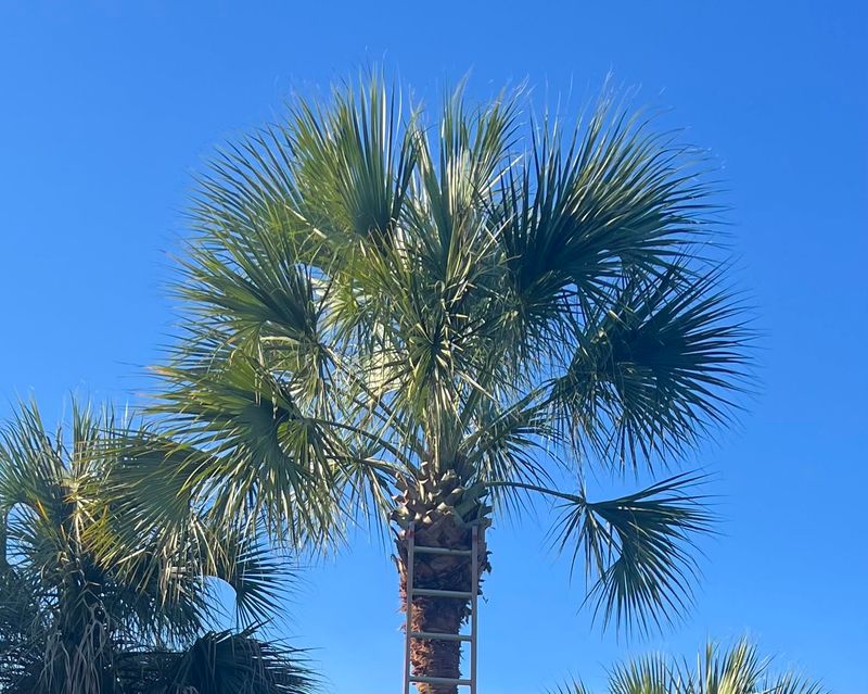 Palm Tree Pruning