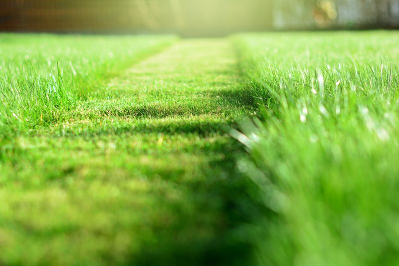 Lawn Care gallery