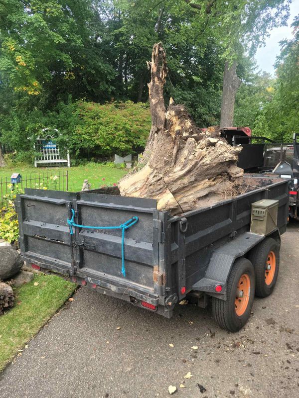 Tree Removal