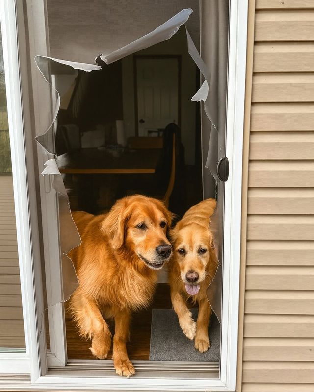 Patio Screen Door Repair
