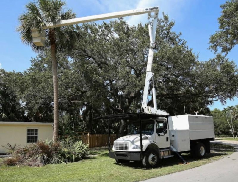 Tree Trimming & Pruning