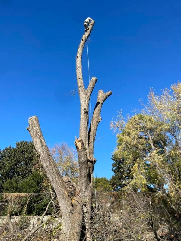 Tree Removal