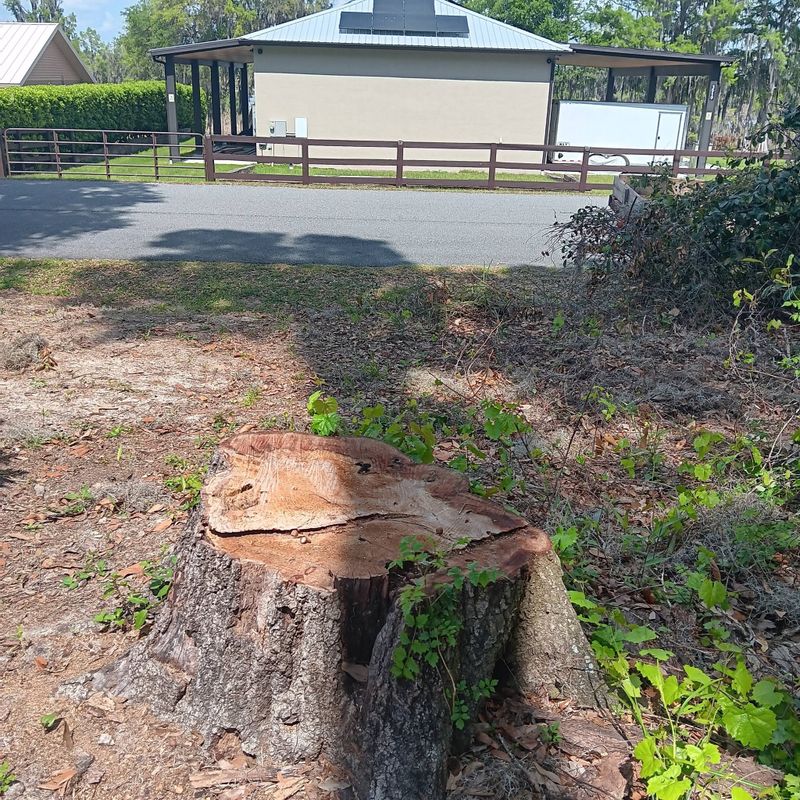 Tree Removal