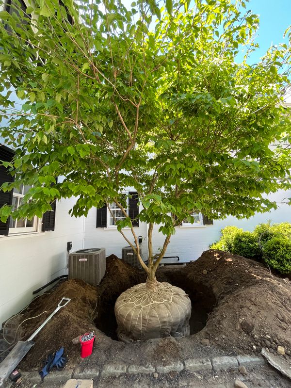 Tree & Shrub Care