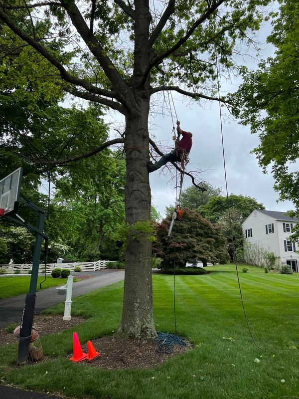 Tree Trimming and Removal