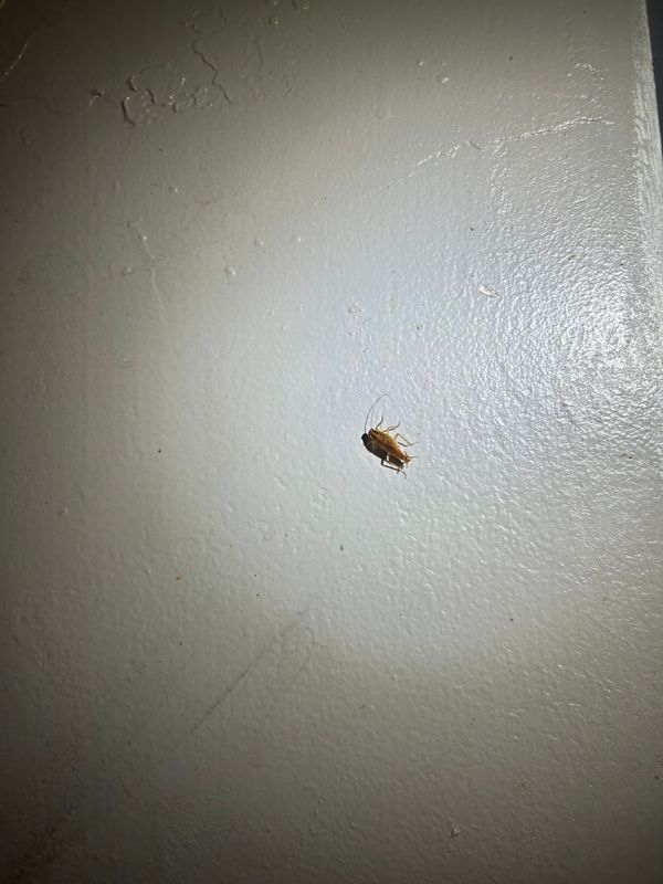 Cockroach Extermination