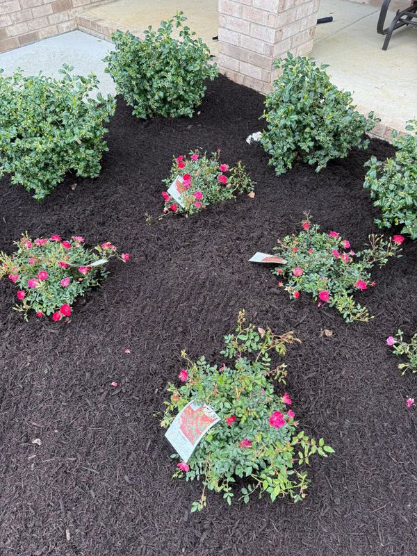 Mulch Installation