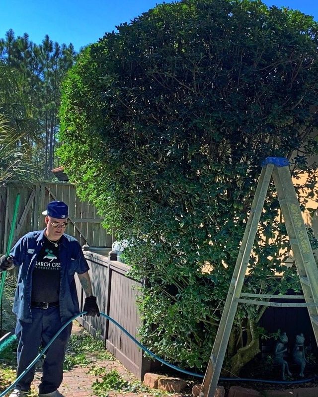 Tree Trimming