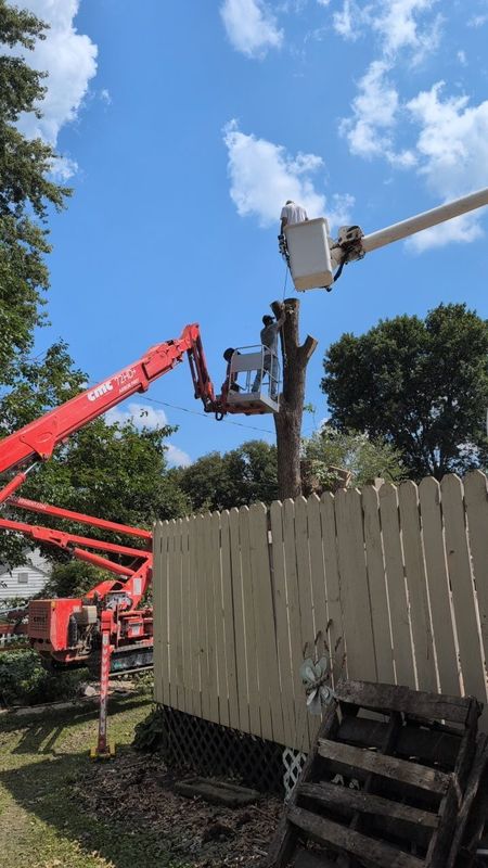 Tree Removal