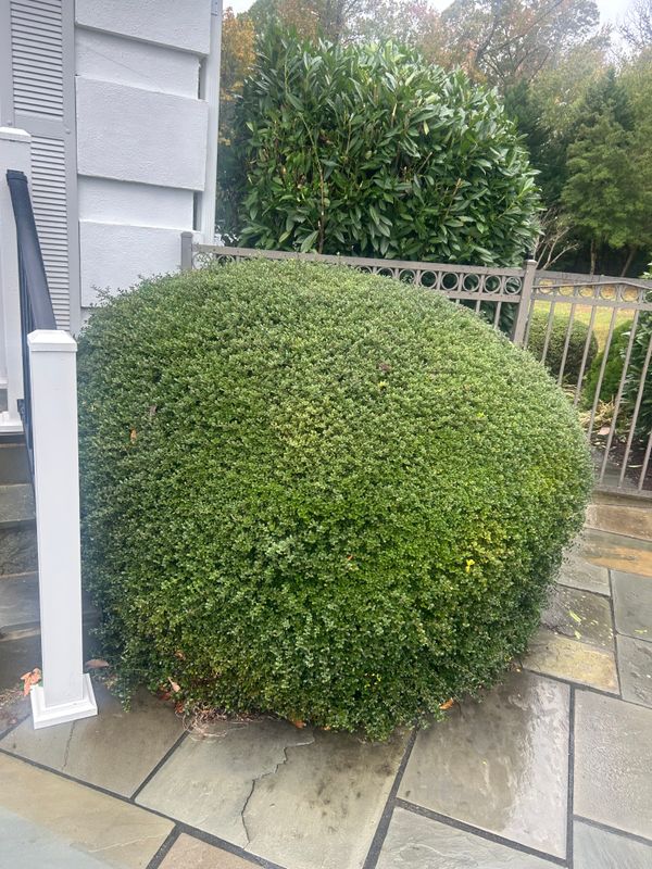 Shrub & Plant Trimming 