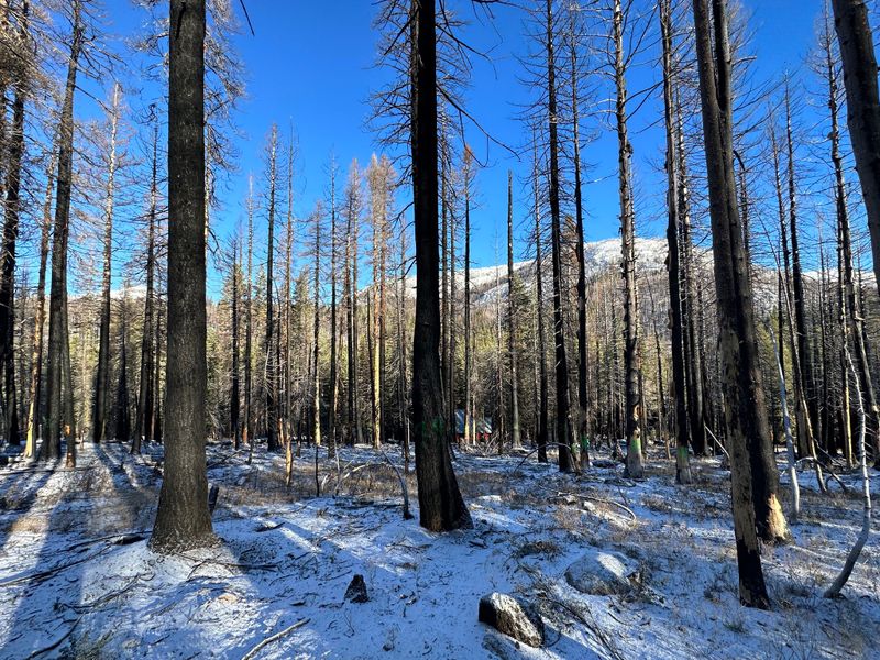 Tree Removal gallery