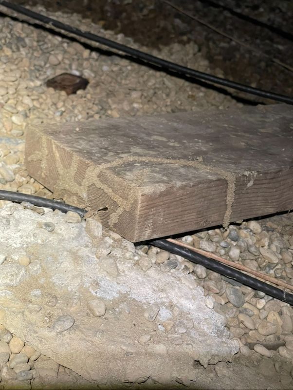 Termite