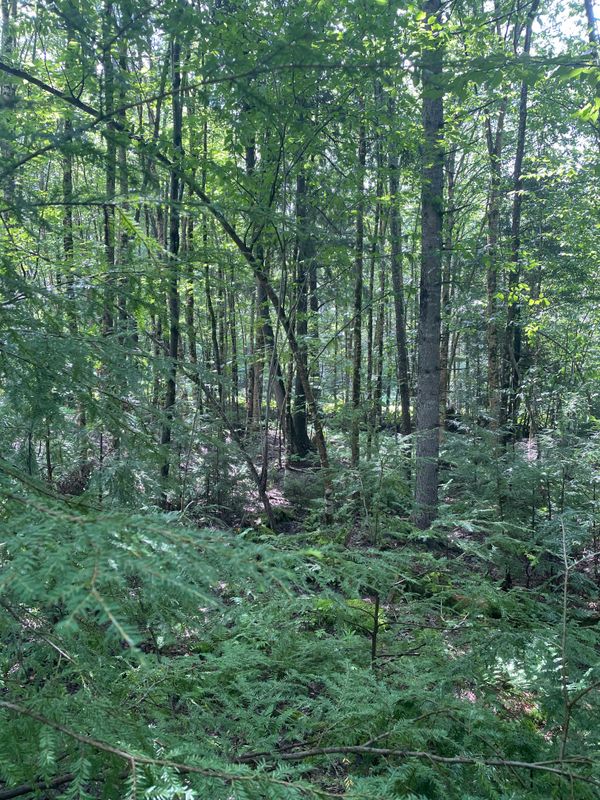 House Site