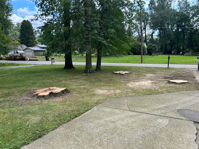 Tree Removal