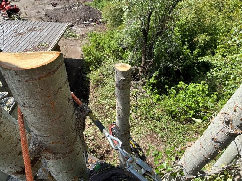 26 Tree Removals for a Building Renovation — Mount Shasta, CA