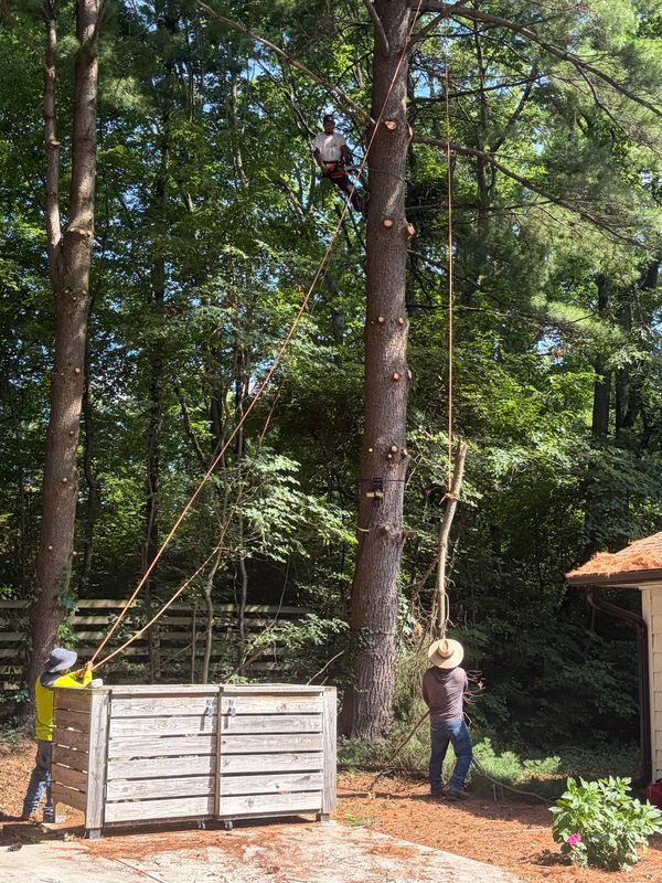 Tree Trimming