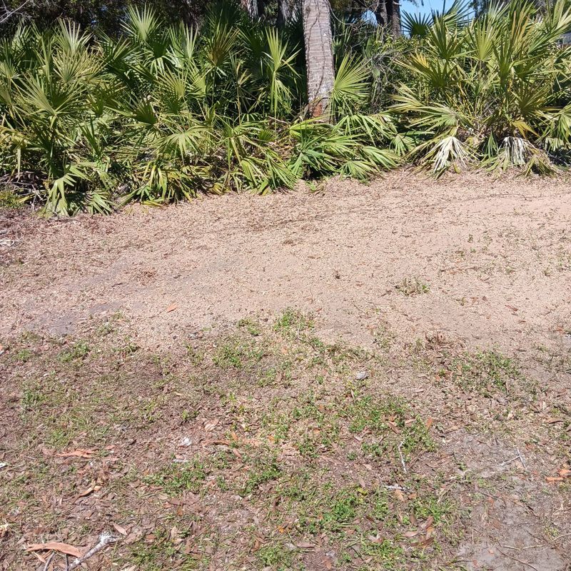 Tree Removal