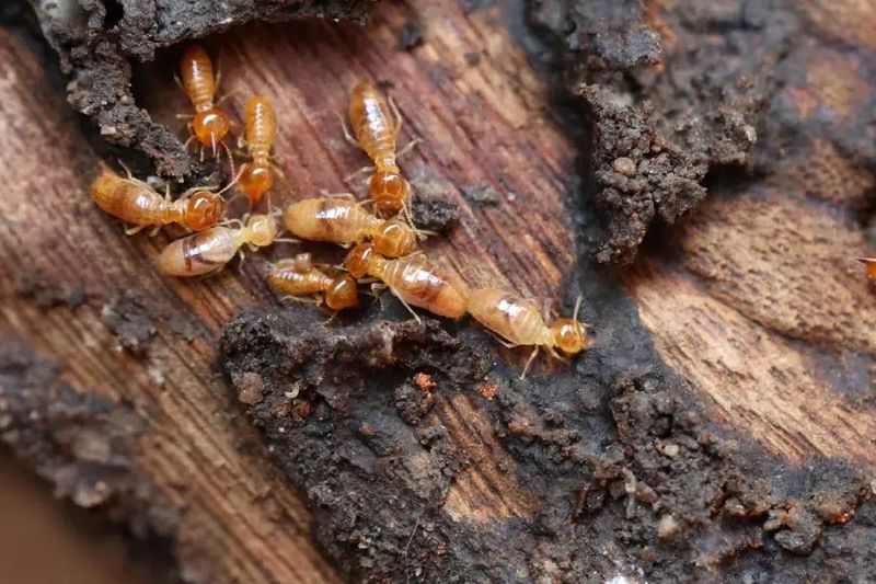 Termite Inspection & Treatment