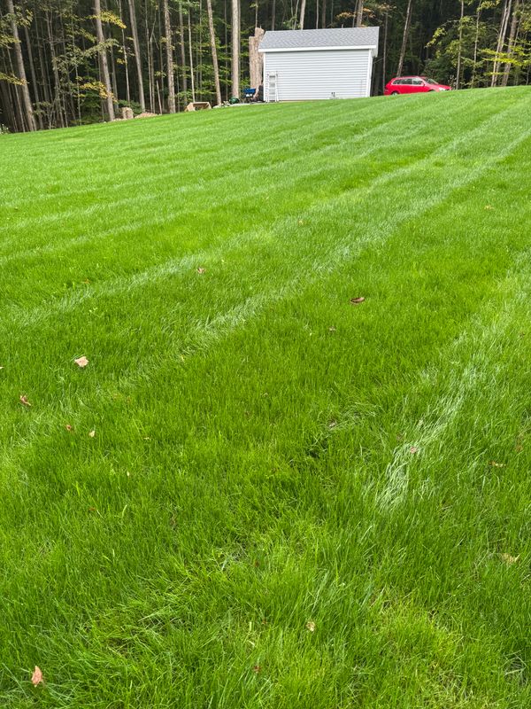 Lawn Maintenance