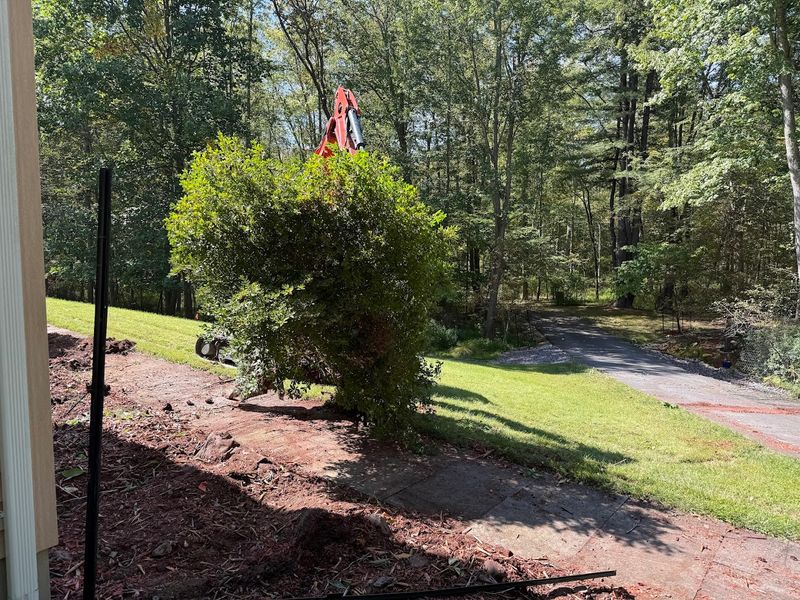 Tree Removal