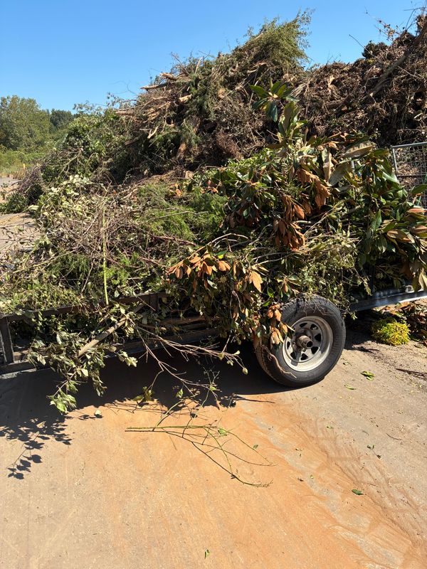Tree Trimming