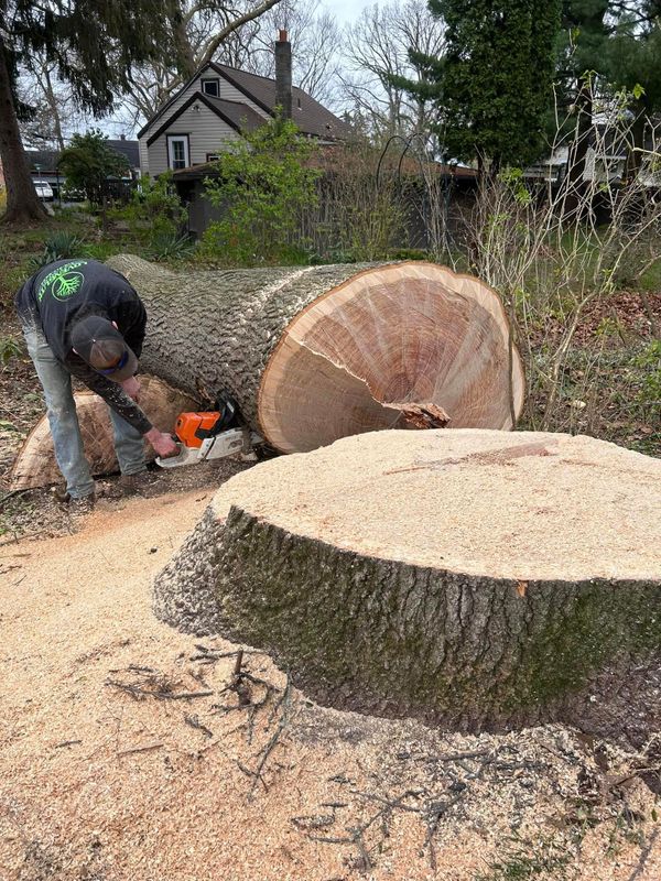 Tree Removal