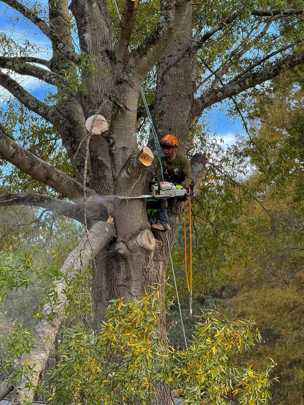 Tree Health Assessment