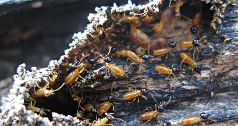 Termite Inspection & Treatment