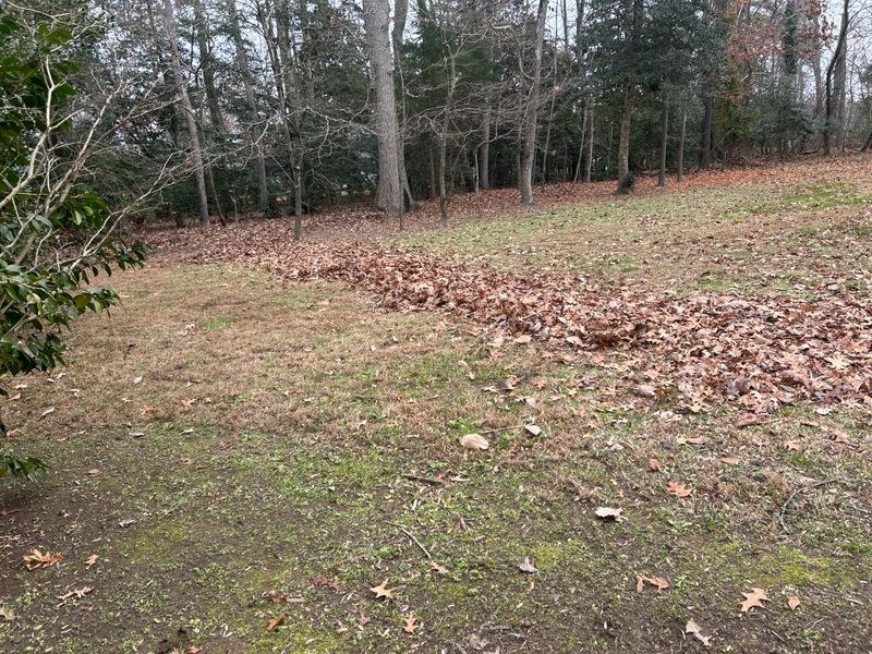 Leaf Removal 