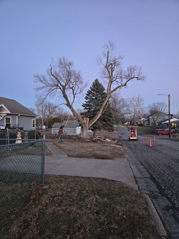 Tree Trimming