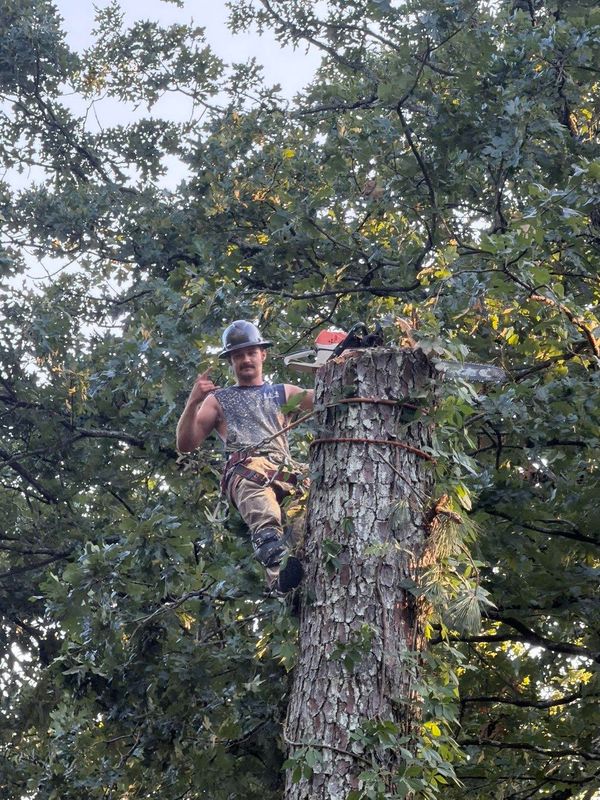 Tree Removal
