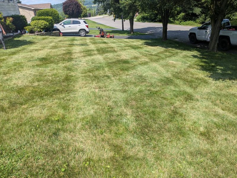 Lawn Maintenance